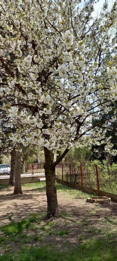 Két Puli Vendégház Bekescsaba Exterior foto