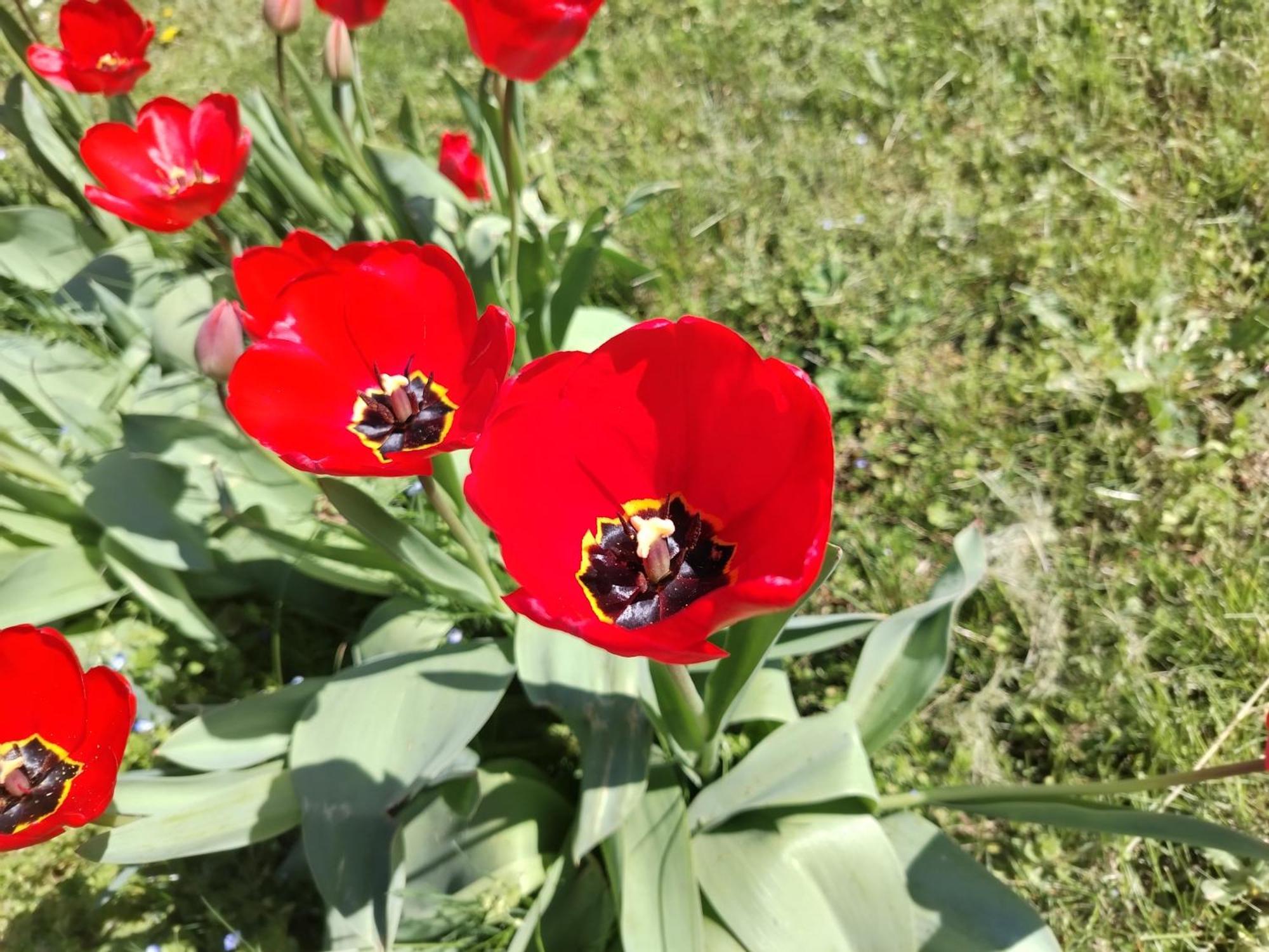Két Puli Vendégház Bekescsaba Exterior foto
